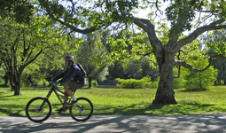 Person riding bicycle under tree