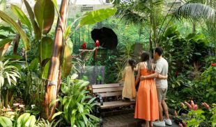 A child and two adults observing parrots among lush plants in the Bloedel Conservatory.