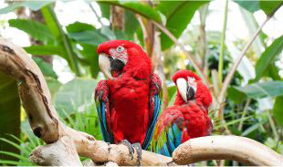 Red parrots perched among tropical plants at the Bloedel Conservatory.