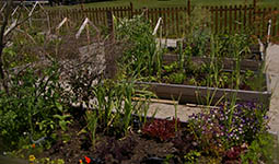 Photo of a community garden