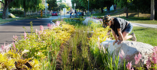 Royal Docks Rain Garden