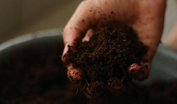 Hand lifting compost from a bin