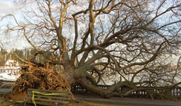 Damaged tree in Stanley Park windstorm