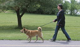 Person walking a dog in Vancouver, BC