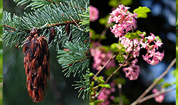 Two-panel collage a hanging conifer cone and pink blossoms.