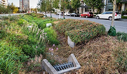 Swales: Shallow channels alongside roads that use soils and plants to direct and slow water allowing it to absorb into the ground and atmosphere.