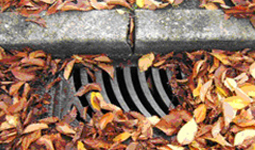 Leaves around sewer drain