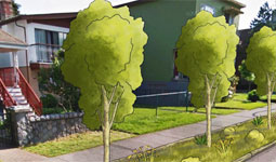 Trees planted on gravel area on street