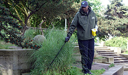 A male park ranger safely disposes of a needle that was discarded in decorative grasses