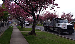 Two City cement trucks on a residential street. One truck is pouring concrete and workers are spreading it on the road. 