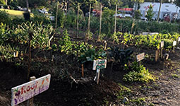 Riley Park garden beds