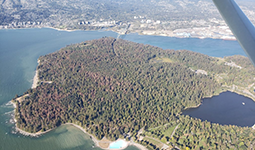 Aerial view of the Stanley Park forest, surrounded by water