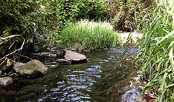 Still Creek in Vancouver