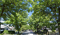 Street trees along residential street